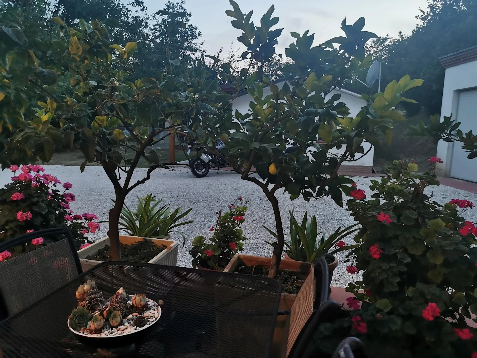 Il giardino al tramonto con vasi di gerani e alberi di limone